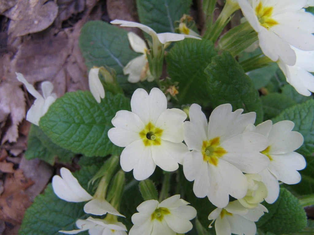 Prov. Verona - Primula vulgaris