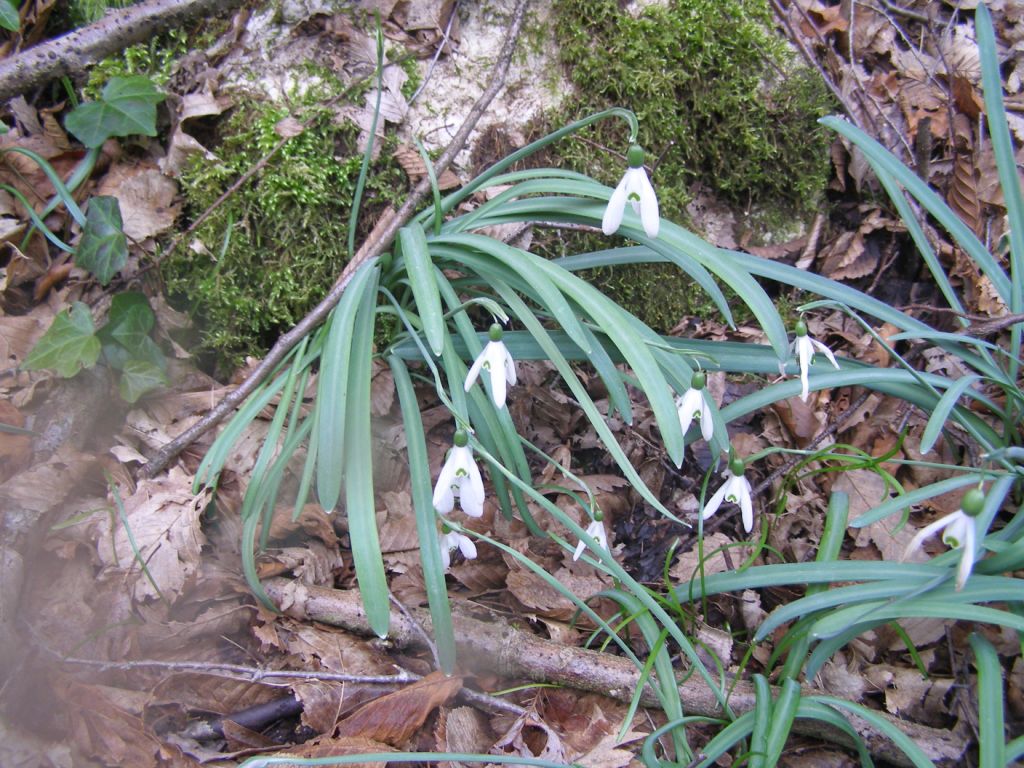 Prov. Verona - Galanthus nivalis