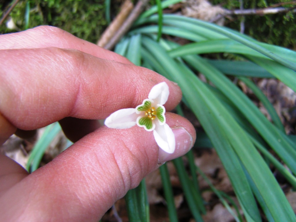 Prov. Verona - Galanthus nivalis