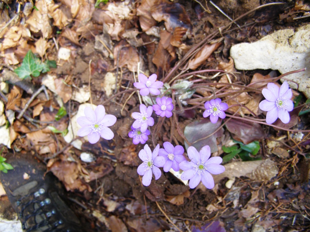 Prov. Verona - Hepatica nobilis