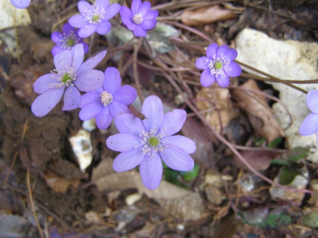 Prov. Verona - Hepatica nobilis