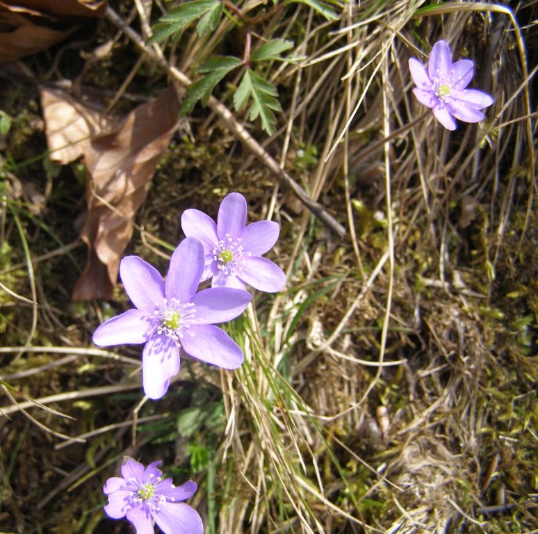 Hepatica nobilis e  Anemonoides nemorosa dalla Germania