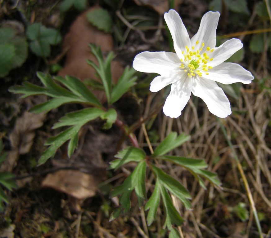 Hepatica nobilis e  Anemonoides nemorosa dalla Germania