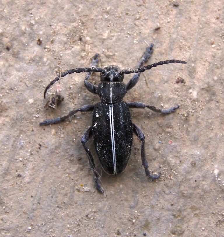 Cerambicide garganico 2: Dorcadion arenarium ssp. marsicanum