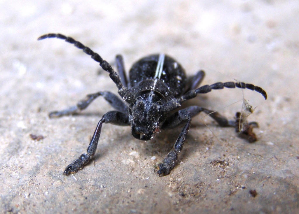 Cerambicide garganico 2: Dorcadion arenarium ssp. marsicanum