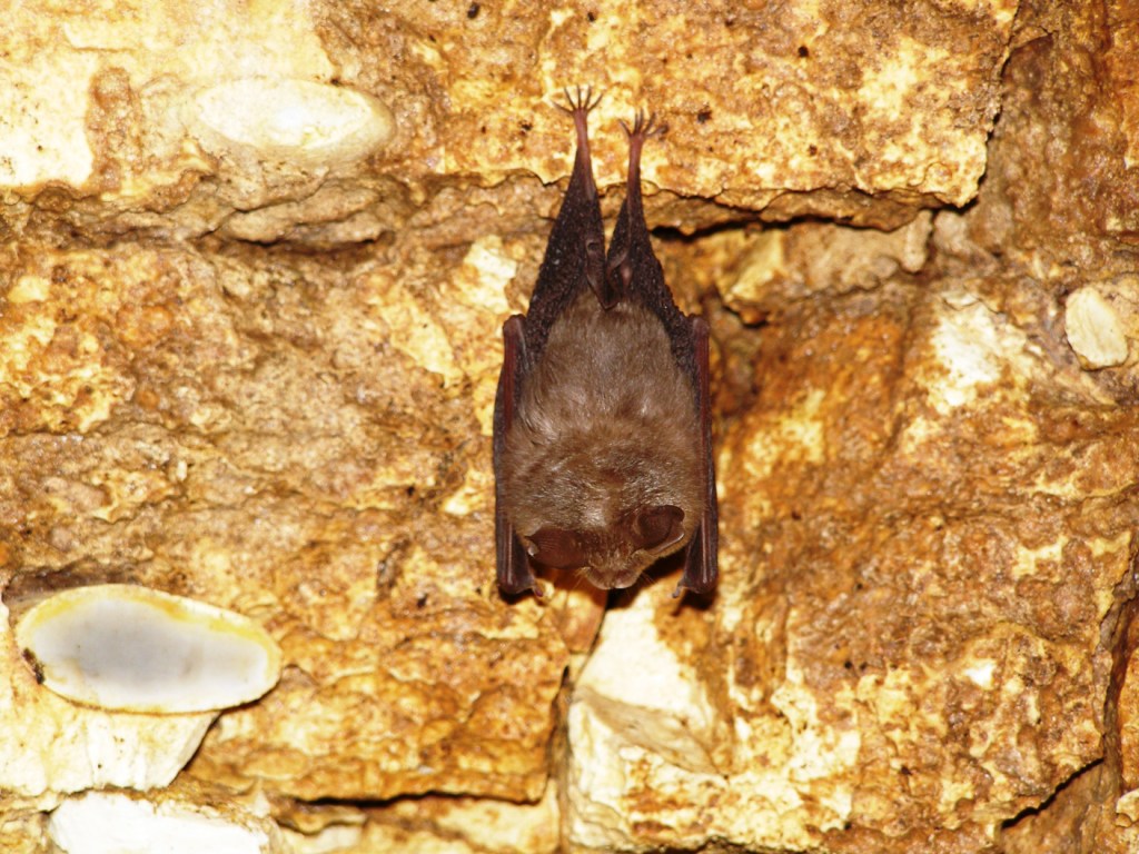 Rinolofo minore della Foresta Umbra, Gargano