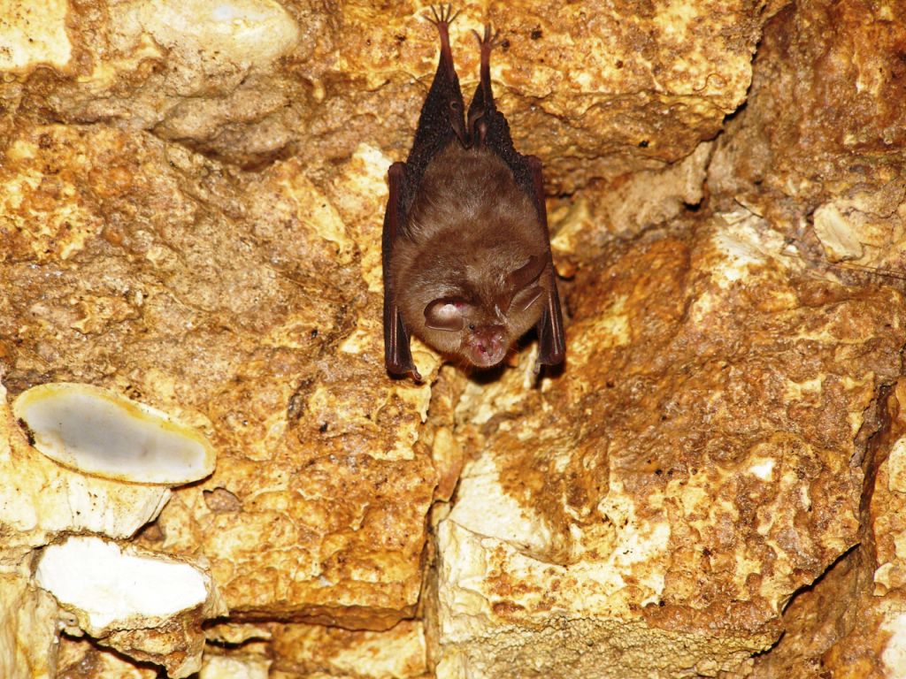 Rinolofo minore della Foresta Umbra, Gargano