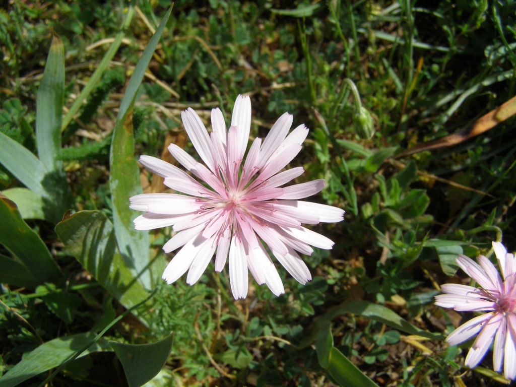 Pianta garganica - Crepis rubra