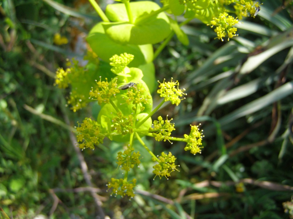 Smyrnium perfoliatum s.l.