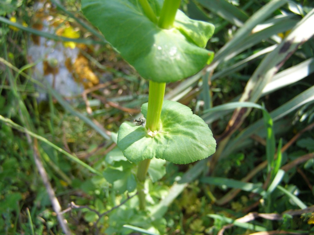 Smyrnium perfoliatum s.l.