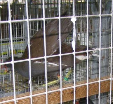 Gallinelle d''acqua alla fiera di Foggia??