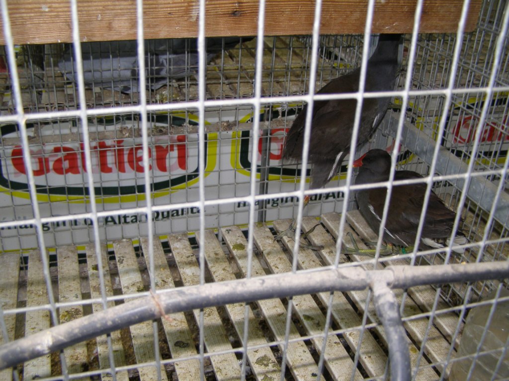 Gallinelle d''acqua alla fiera di Foggia??