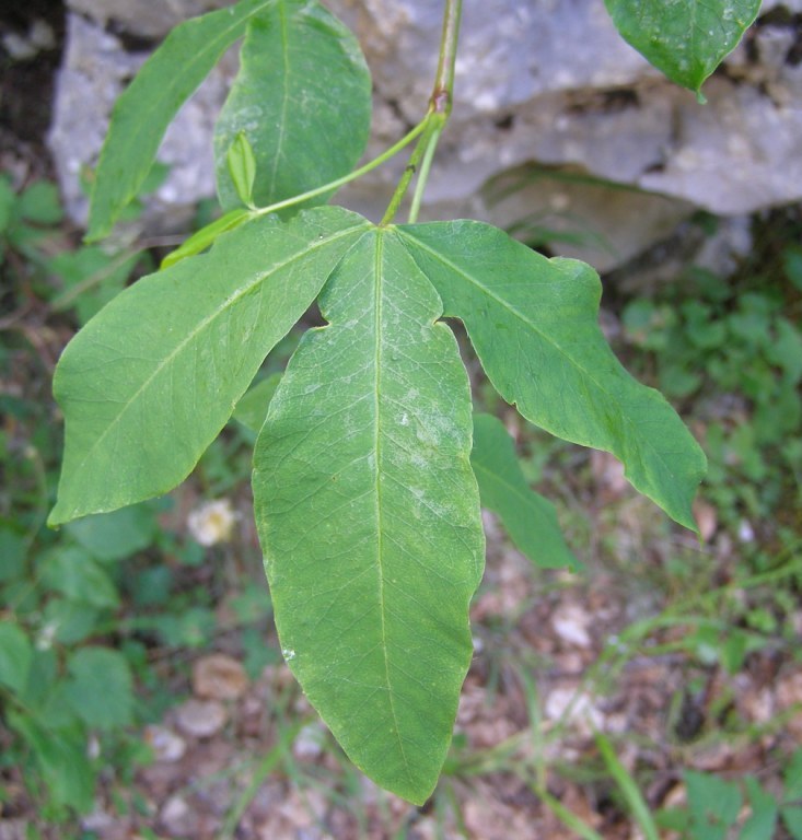 Laburnum alpinum/Maggiociondolo alpino