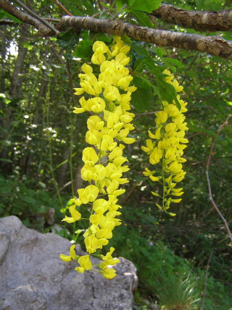 Laburnum alpinum/Maggiociondolo alpino