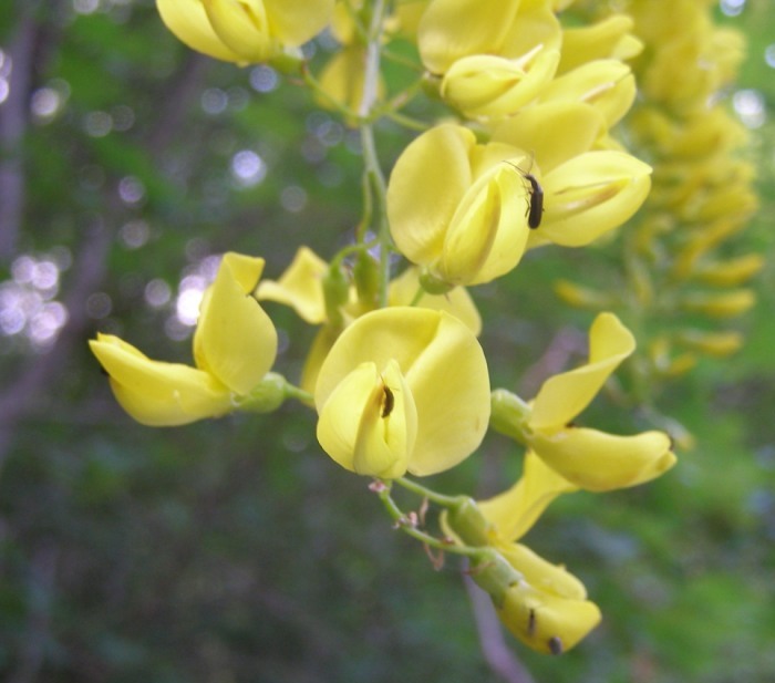 Laburnum alpinum/Maggiociondolo alpino