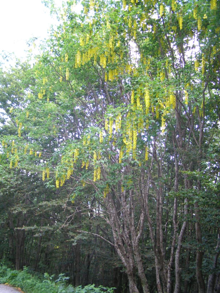 Laburnum alpinum/Maggiociondolo alpino