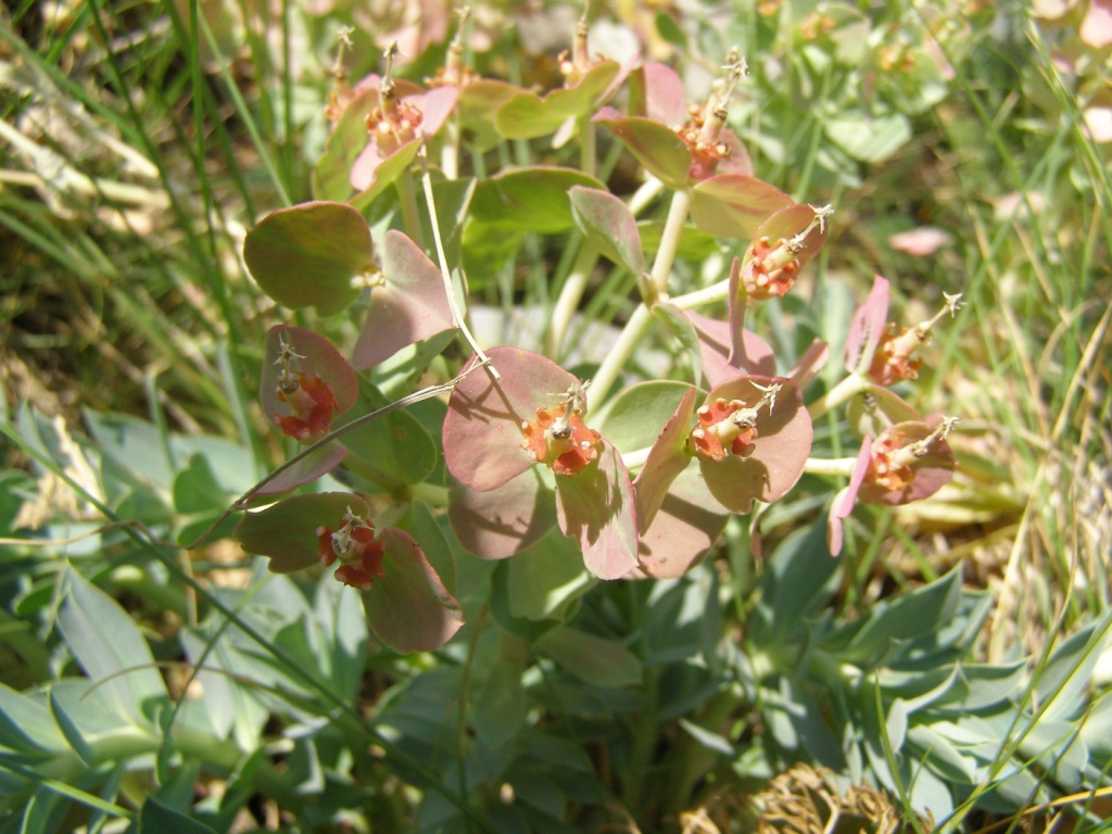 Euphorbia rigida / Euforbia rigida