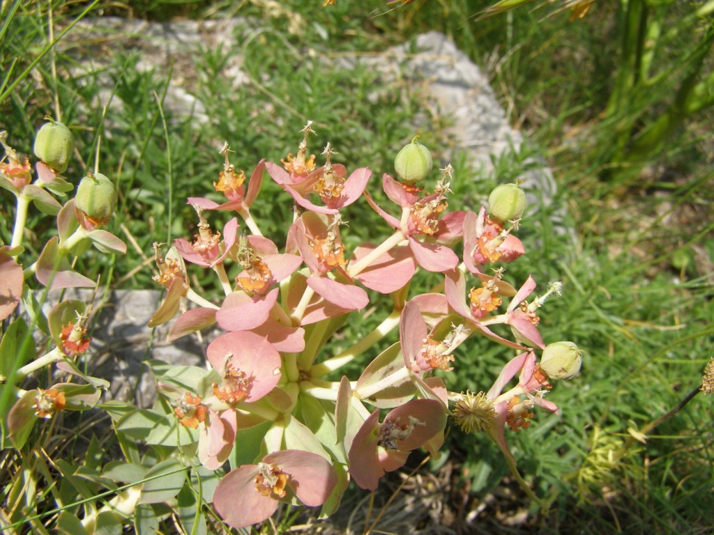 Euphorbia rigida / Euforbia rigida