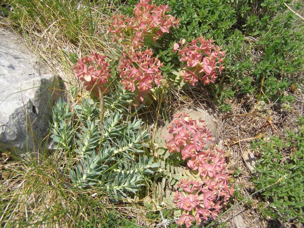 Euphorbia rigida / Euforbia rigida