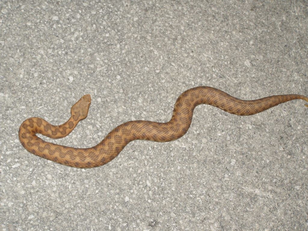 Vipera aspis hugyi