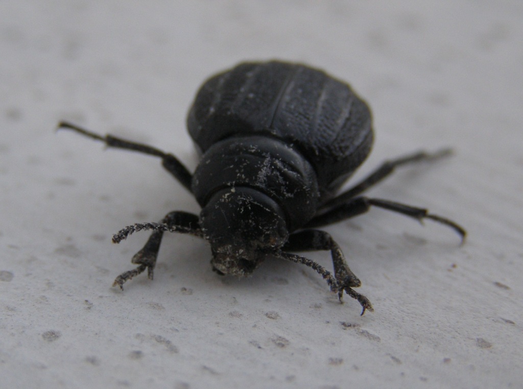 Coleottero nel mio orto. - Pimelia rugulosa ssp. apula