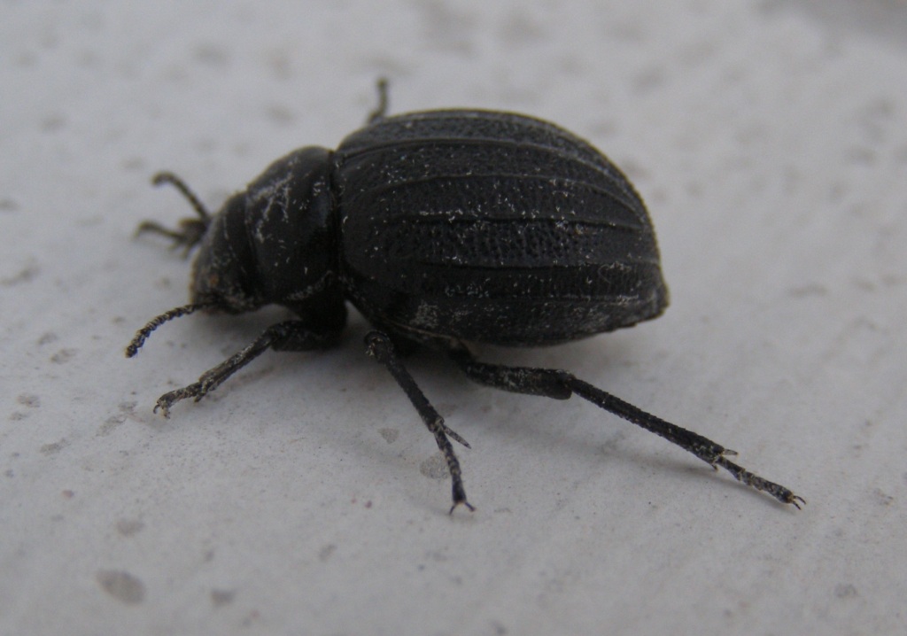 Coleottero nel mio orto. - Pimelia rugulosa ssp. apula