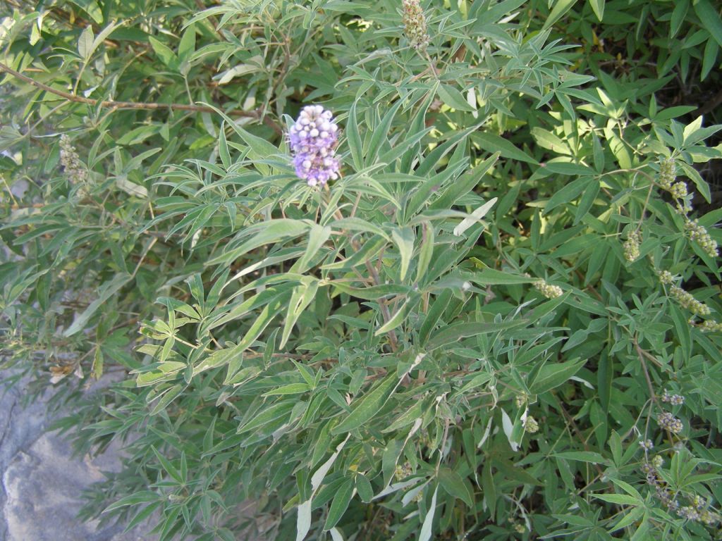 Piante bosniache - Vitex agnus-castus e Cornus sanguinea