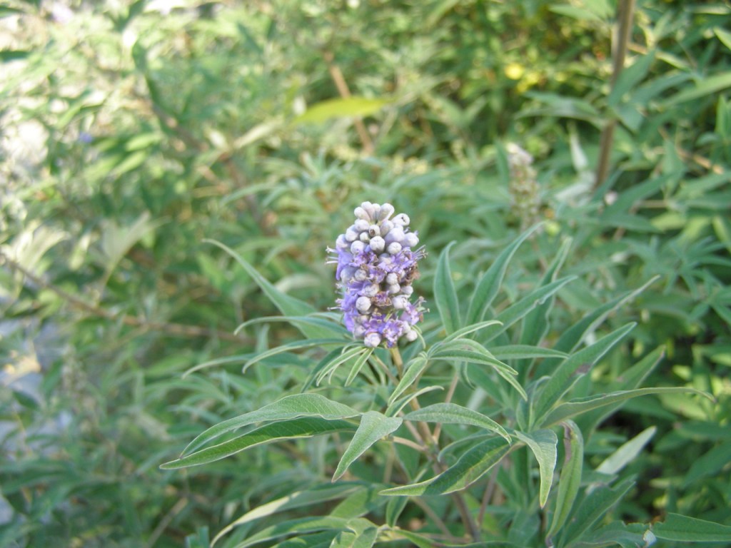 Piante bosniache - Vitex agnus-castus e Cornus sanguinea