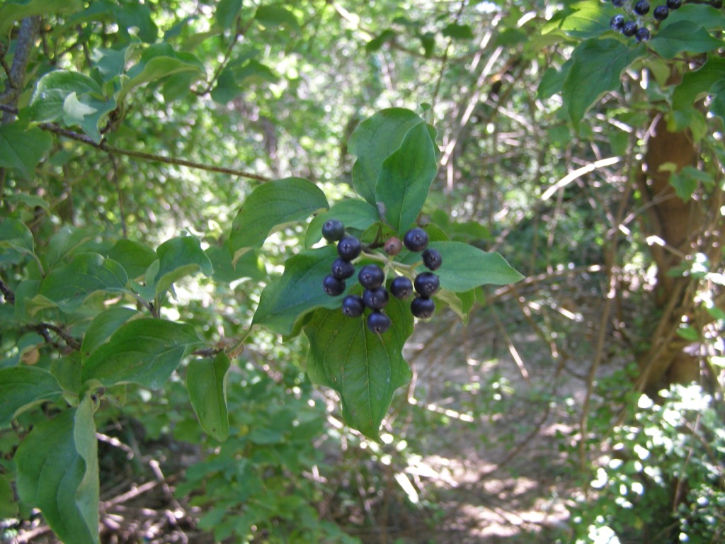 Piante bosniache - Vitex agnus-castus e Cornus sanguinea