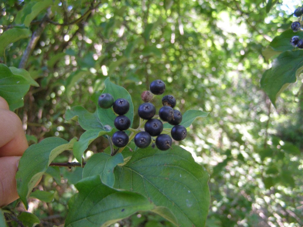 Piante bosniache - Vitex agnus-castus e Cornus sanguinea