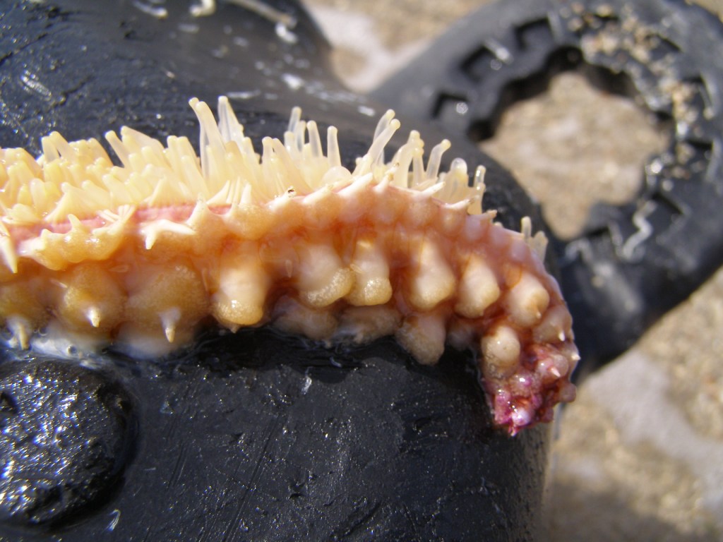 Stella marina spiaggiata: Marthasterias glacialis