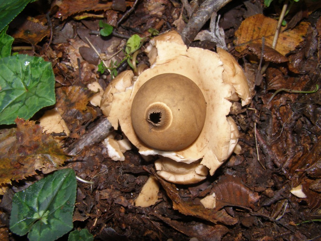 Geastrum triplex?