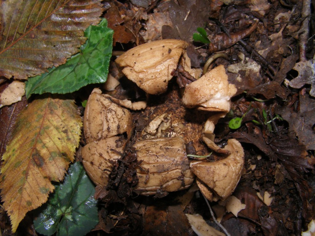 Geastrum triplex?