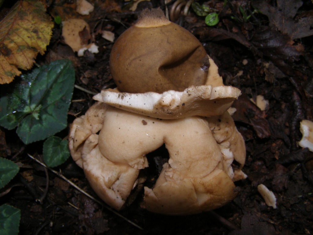 Geastrum triplex?