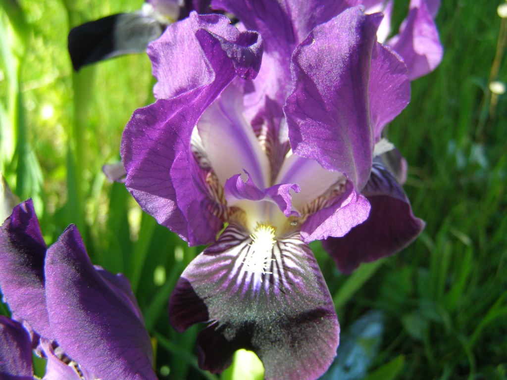 Iris germanica