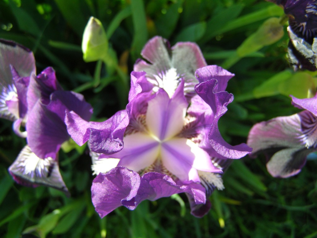 Iris germanica