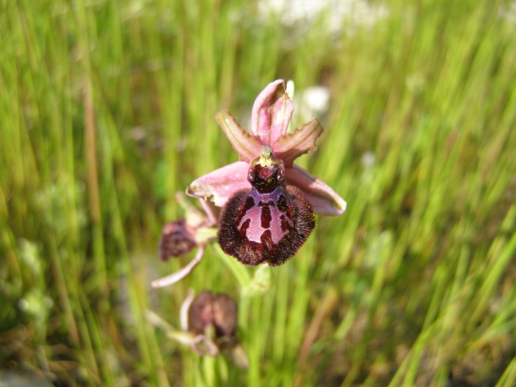 Ophrys passionis subsp. passionis? Gargano