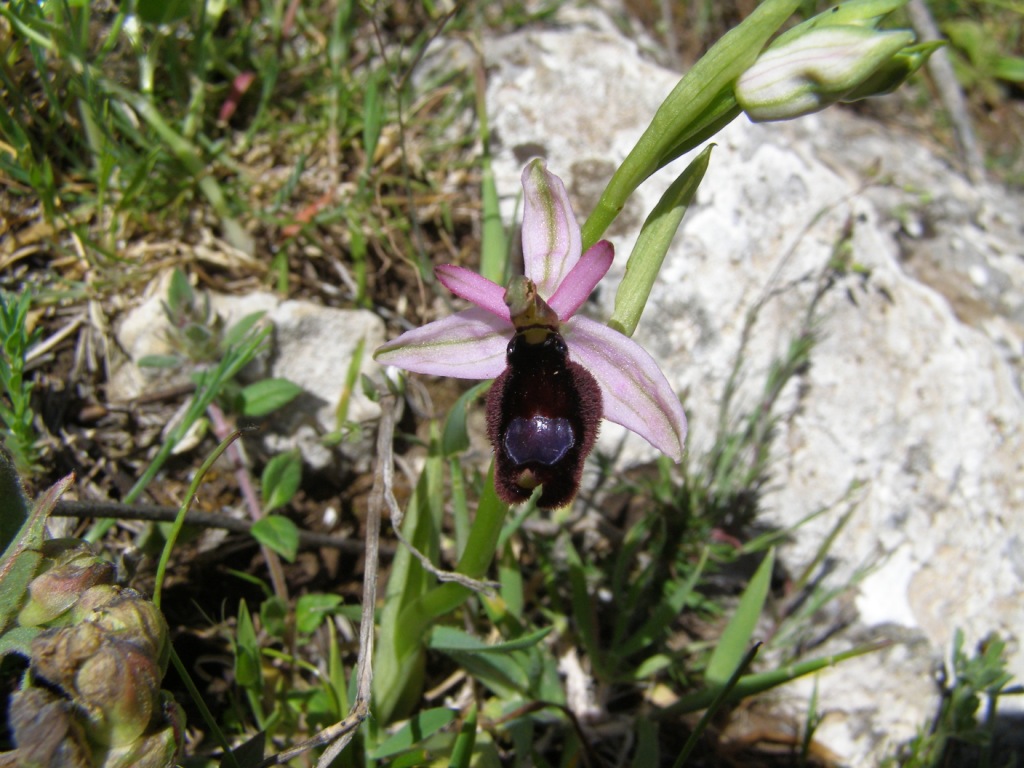 Ophrys del Gargano da identificare
