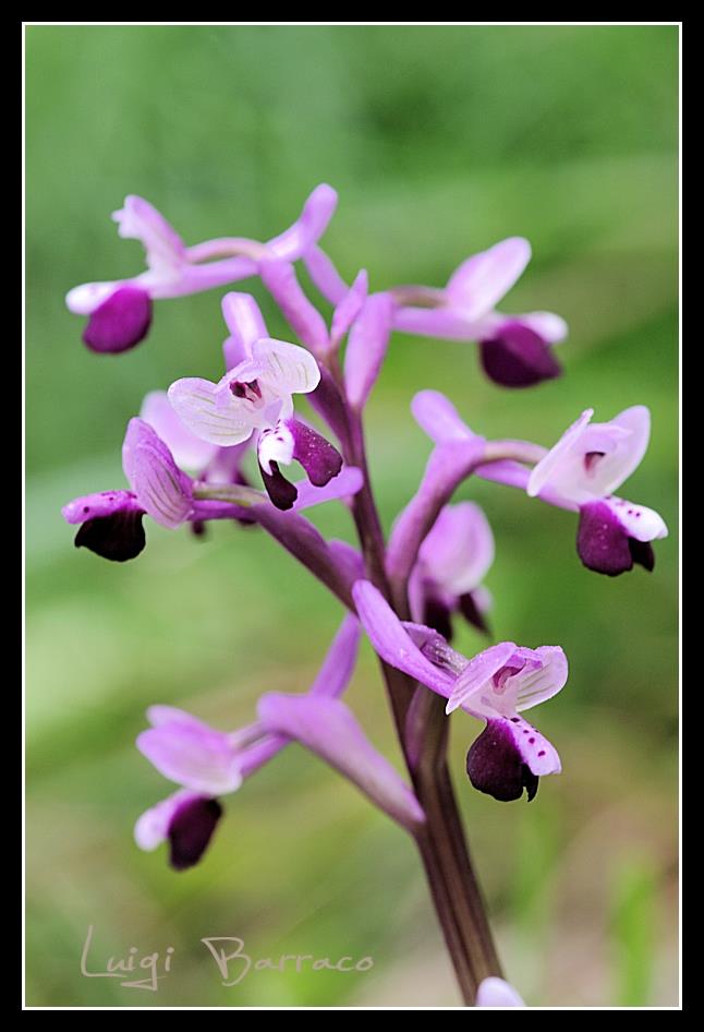 Anacamptis morio subsp. longicornu born in Erice