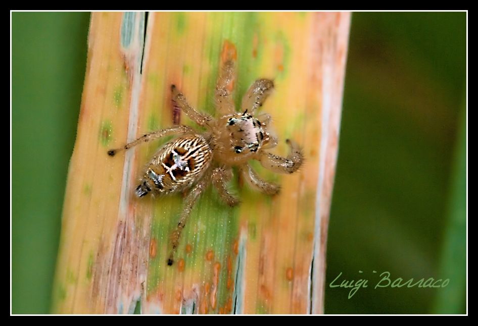 Giocando a nascondino:Thyene imperialis - Paceco (TP)