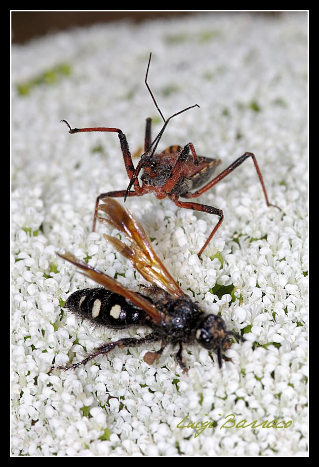 Agguato mortale -  Rhynocoris erythropus