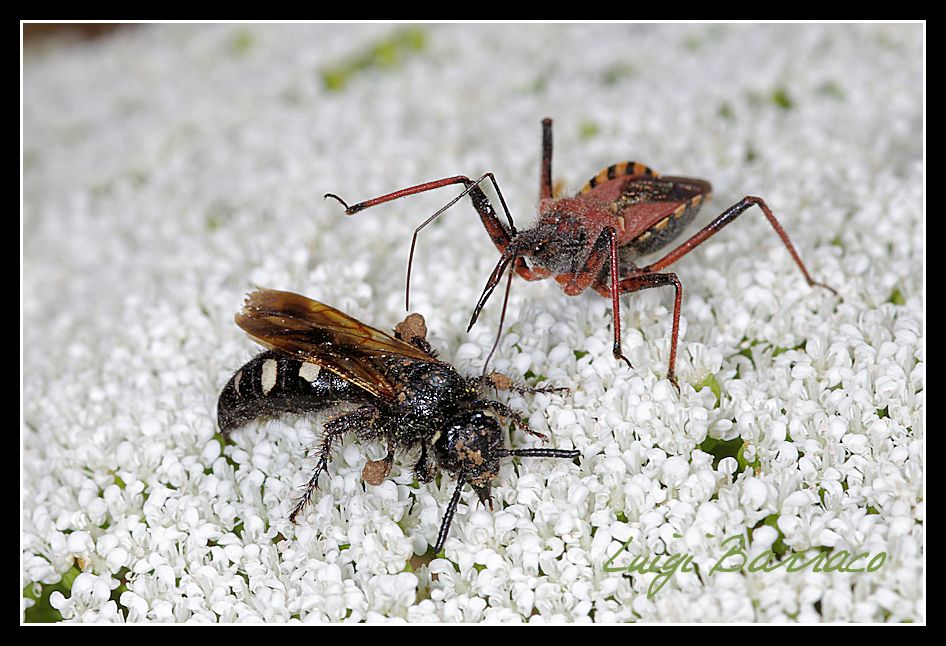 Agguato mortale -  Rhynocoris erythropus