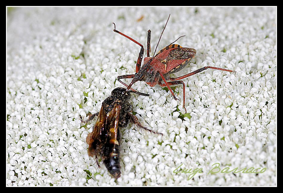 Agguato mortale -  Rhynocoris erythropus