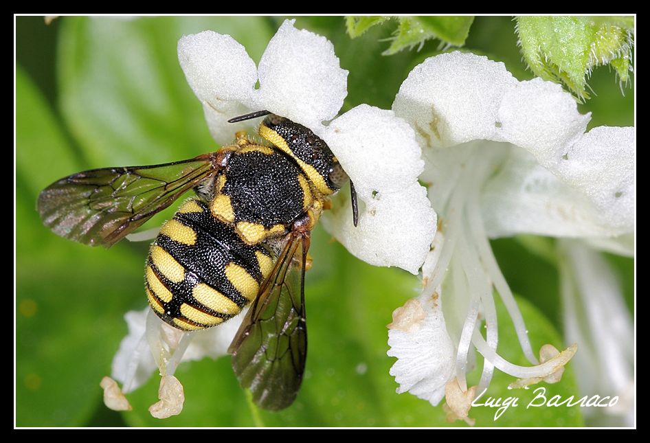 Mini Anthidium