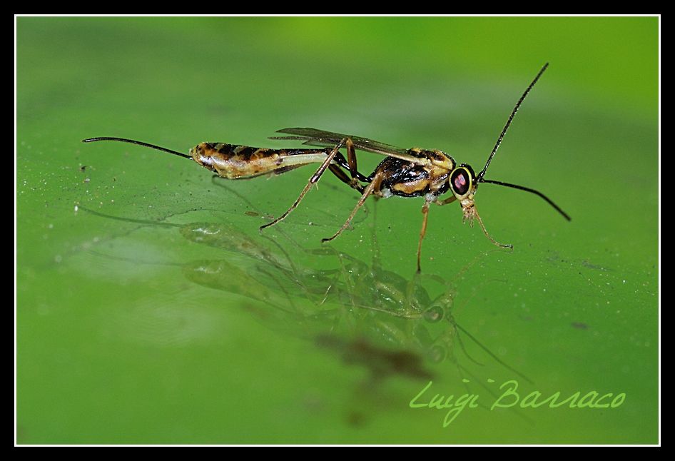 Riflesso: Ichneumonidae, sottofamiglia Cremastinae