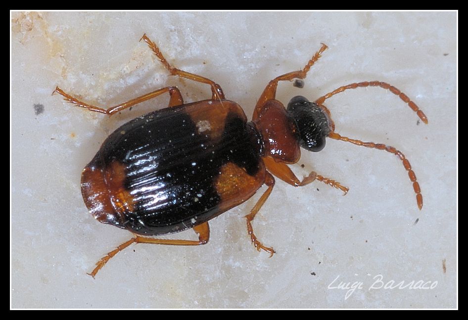 dubbi da Carabidae: Lebia humeralis