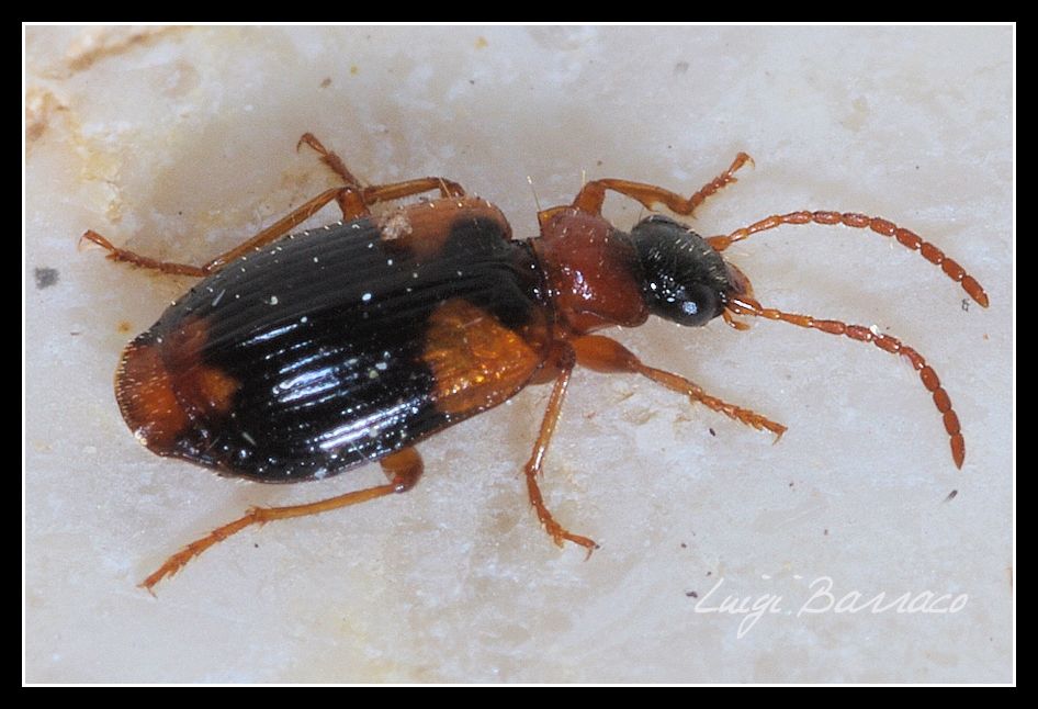 dubbi da Carabidae: Lebia humeralis