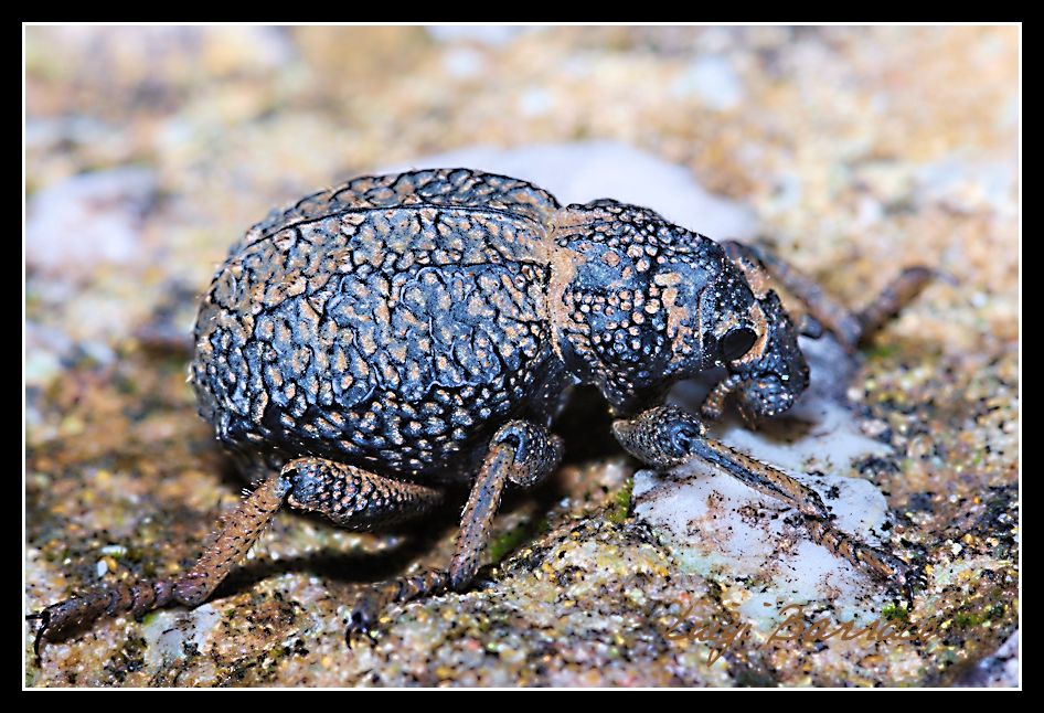 Brachycerus  undatus? no  Brachycerus cfr. muricatus