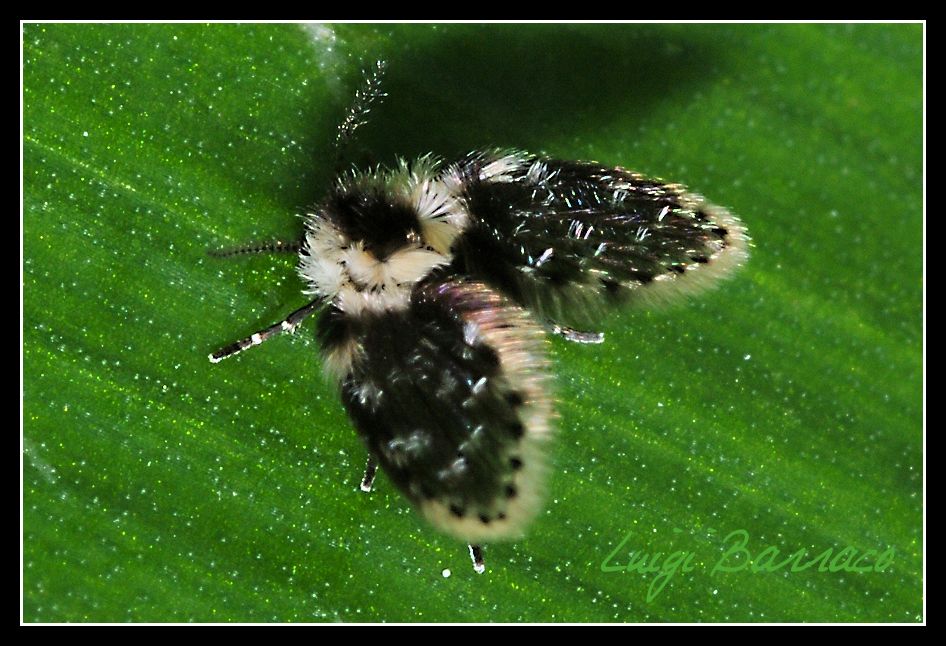 Psychodidae bianconero