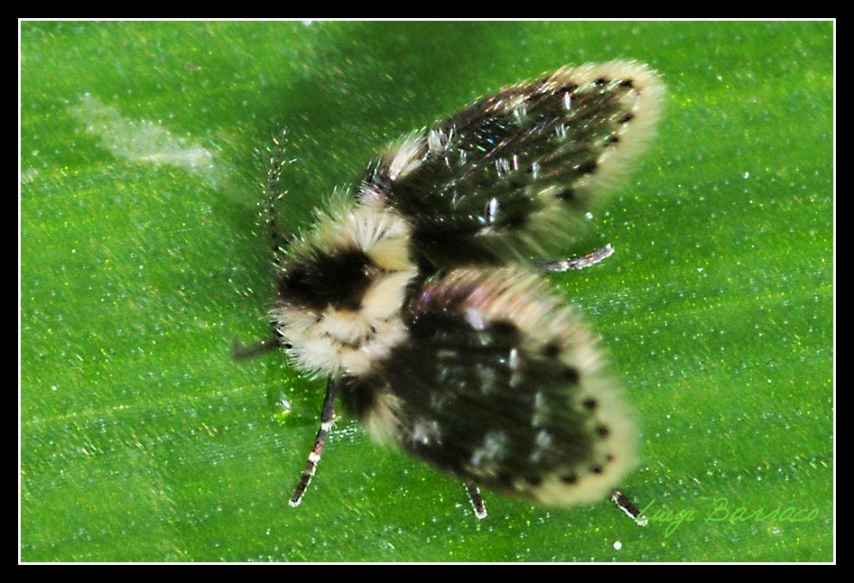 Psychodidae bianconero